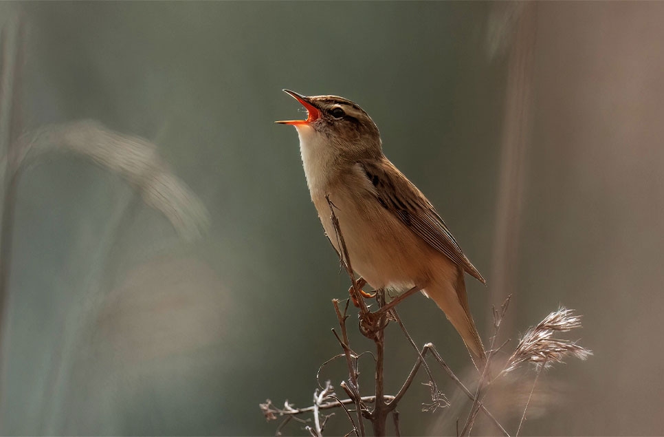 Discover the wildlife seen at WWT wetlands this spring