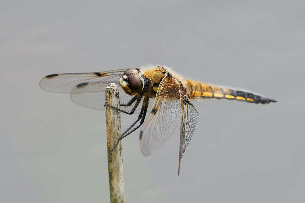 Dragonfly & damselfly workshop