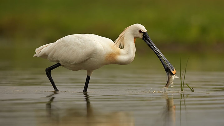 Spoonbill