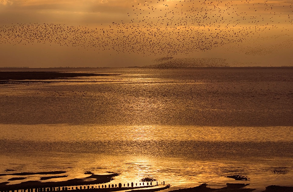 England’s nature-bursting wetlands are at risk