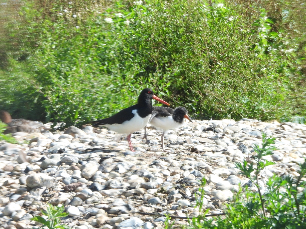 Oystercatcher youngsters looking grown up