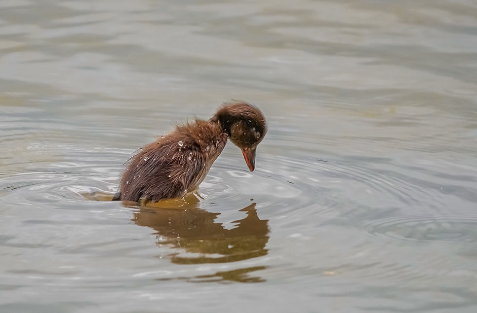 Wildlife Sightings 29/12/2025