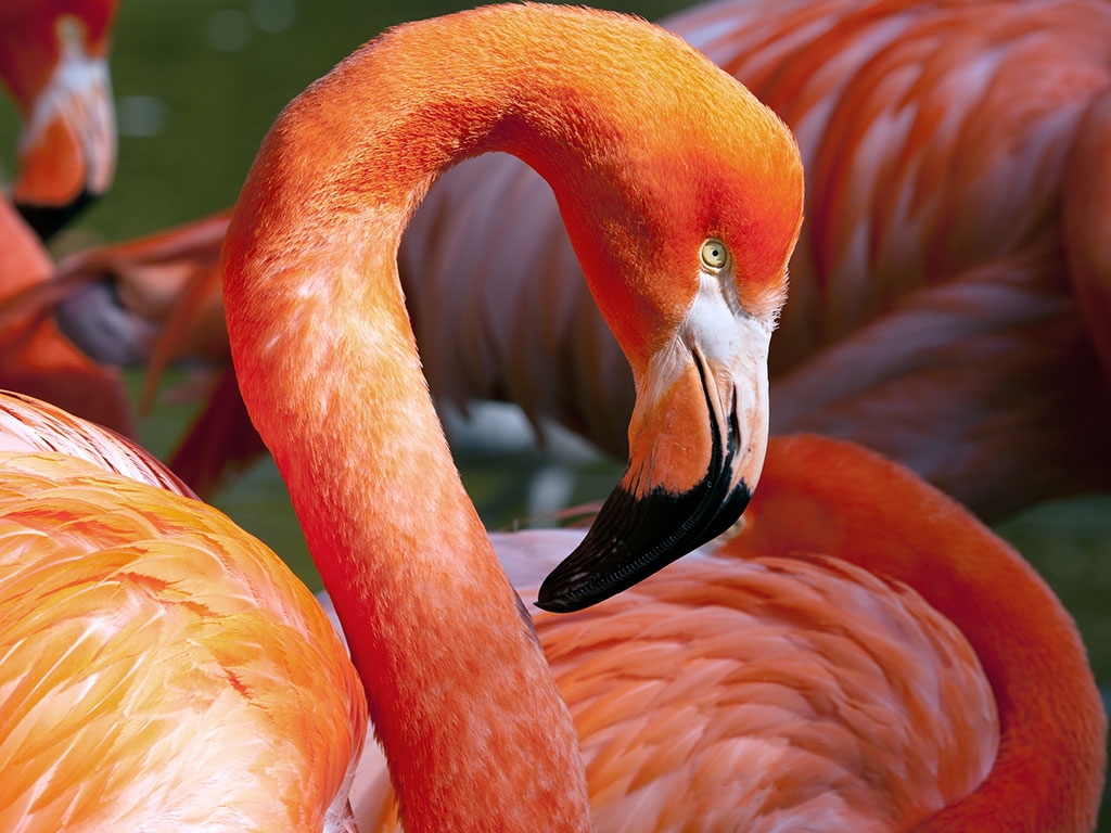Meet the Flamingos at WWT Slimbridge