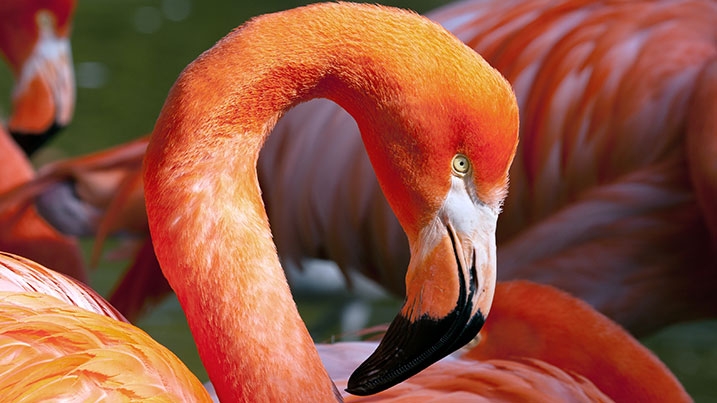 A close-up of a Caribbean flamingo