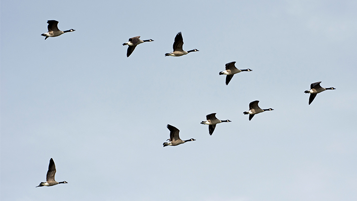 Adorable Otter family, Avocet, and Kingfisher