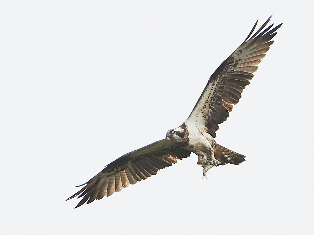 Raptors and New Viewing Platform