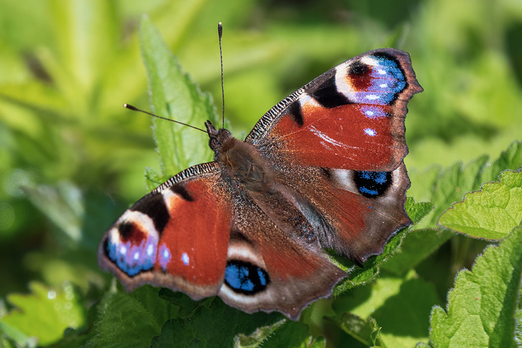 Walk With A Warden: July