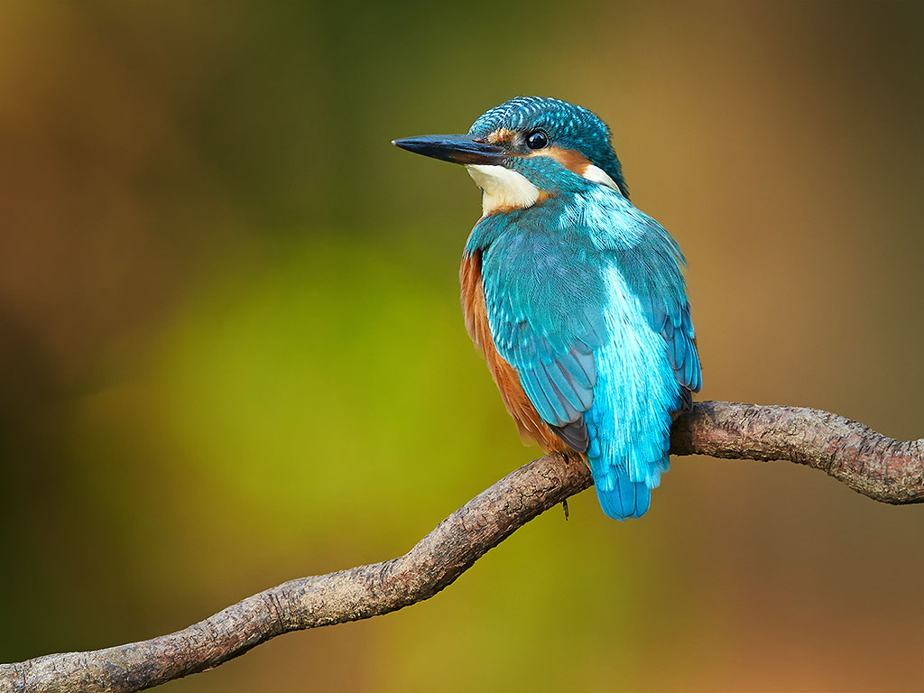 Recent Sightings 1st December 2025