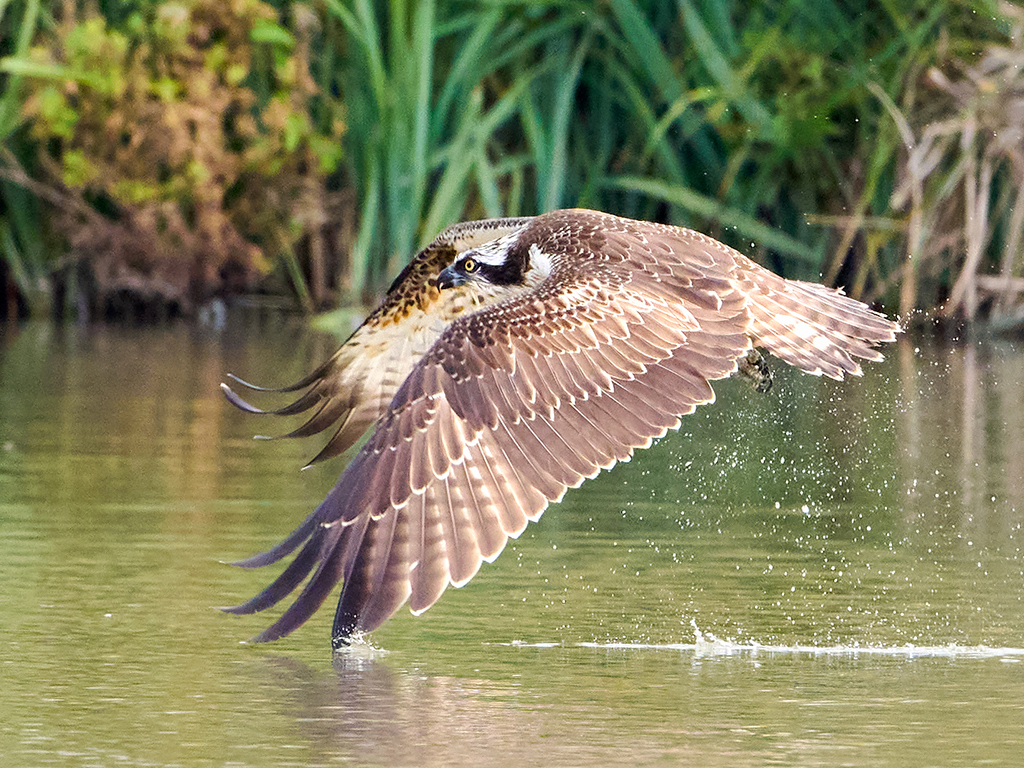 Osprey onsite in October thrills visitors