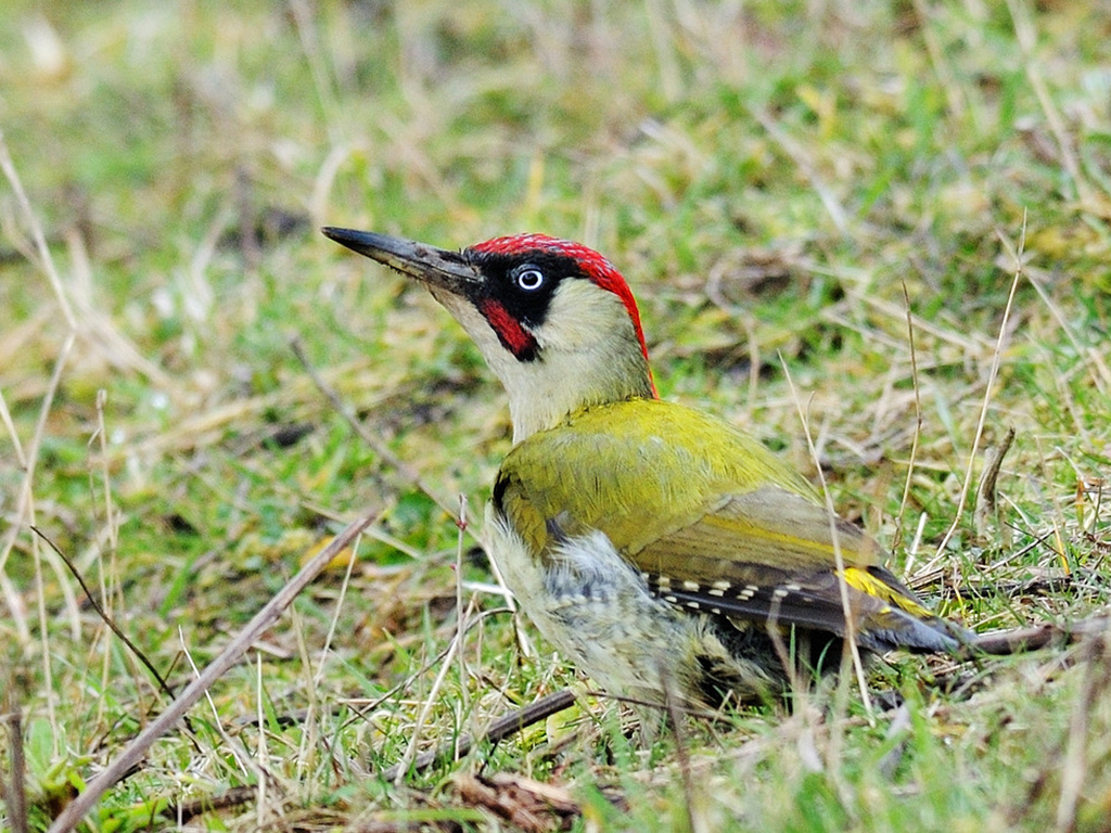 Kestrel, kingfisher & green woodpecker