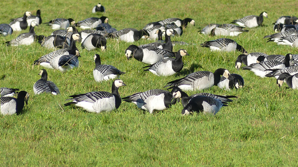 WWT Caerlaverock is changing