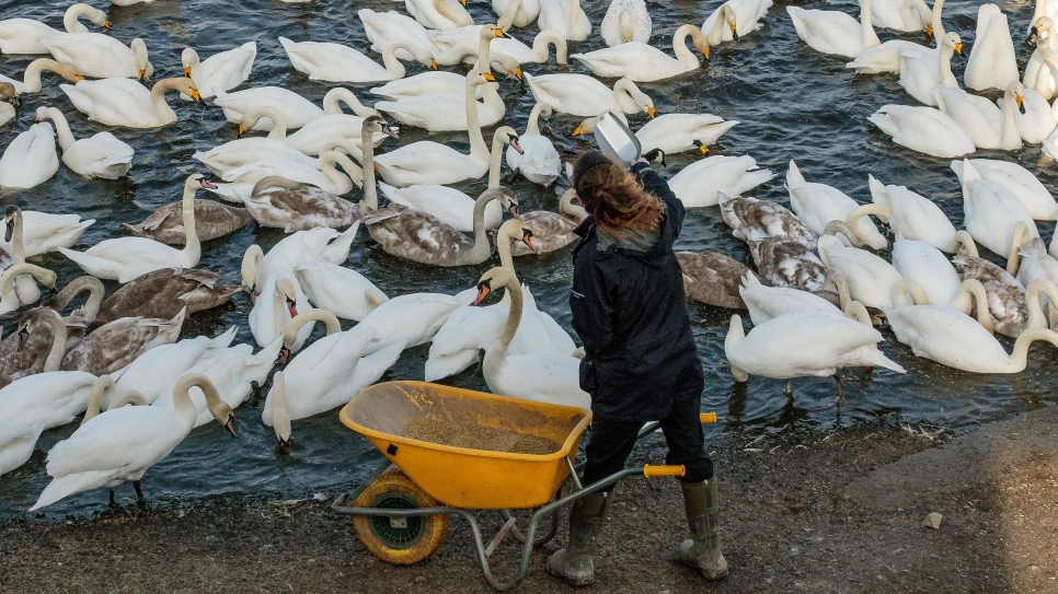 Meet the swans