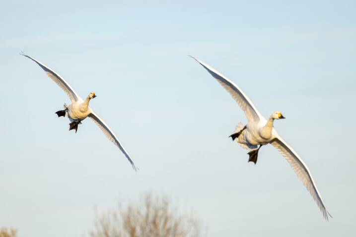 Bewick's Blog: Winter 2025/26