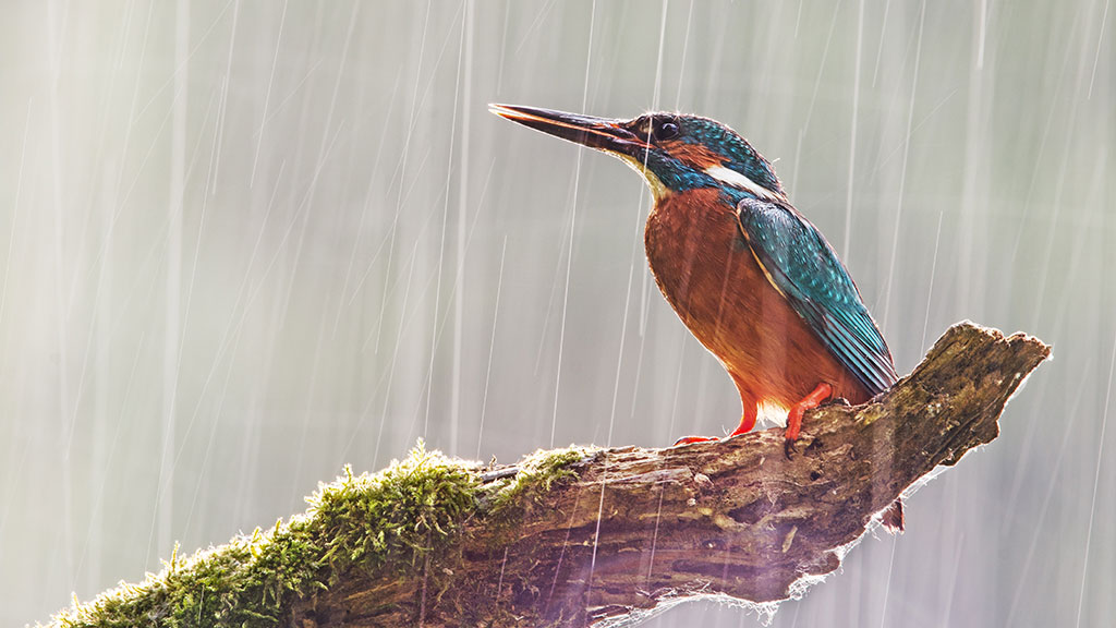 The climate crisis is changing our wetlands – but you can help