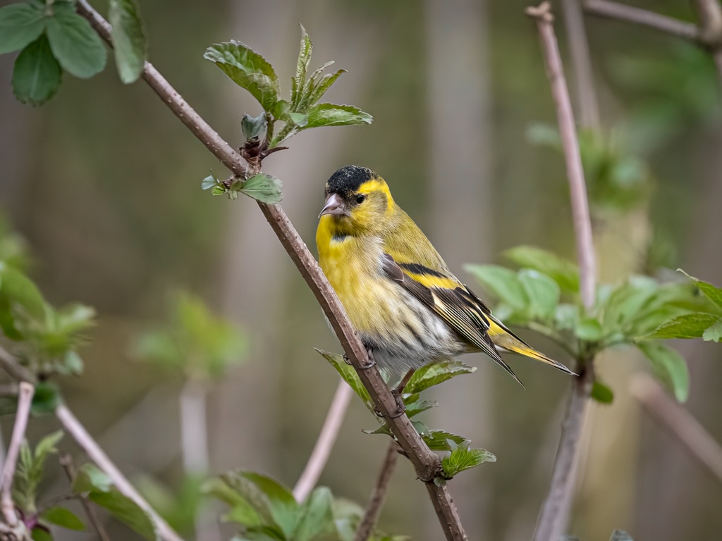 Recent Sightings 15th December 2025