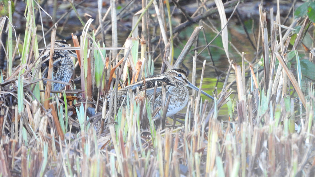 Snipe, raptors and egrets