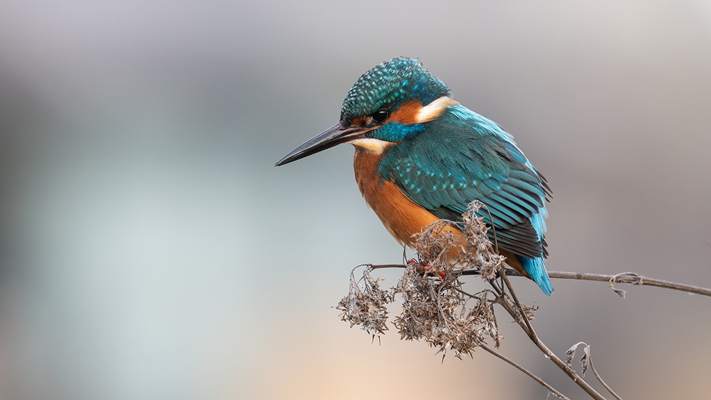 Siskins, kingfisher & goldcrest