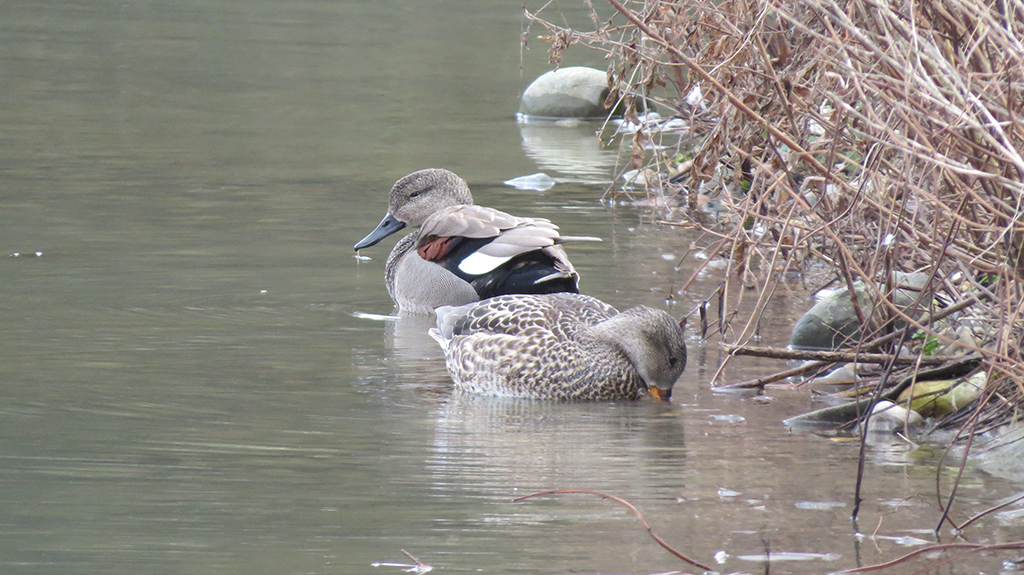 Teal, gadwall and snipe