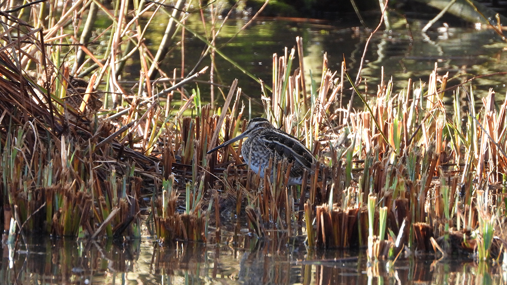 Snipe, kingfishers, teal and lapwing