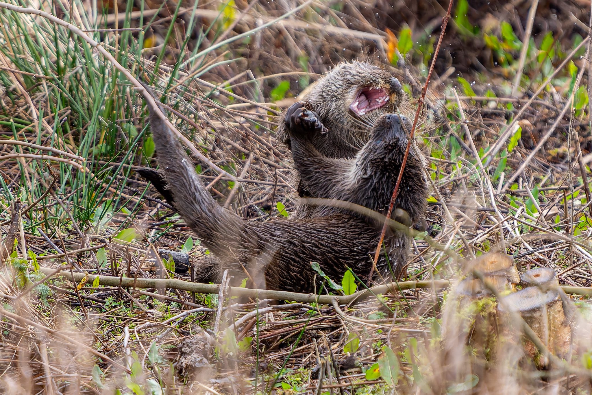 Harriers ahoy! Plus Avocet, Merlin, and play-fighting Otters