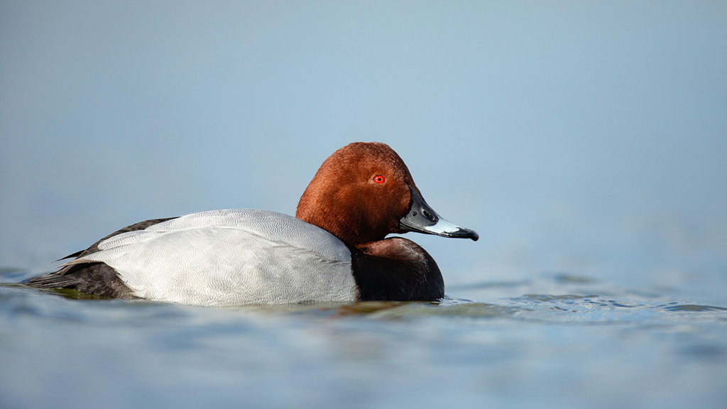 Pochards, lapwing & common gull