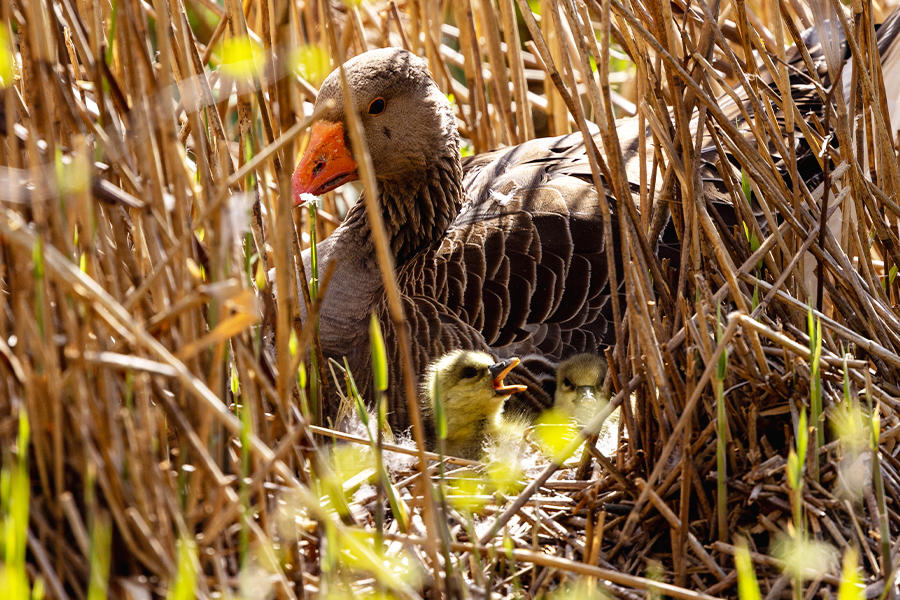 Wildlife Sightings - 04/03/26