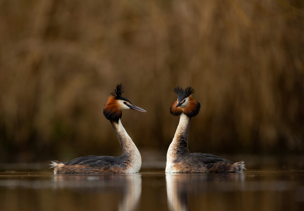 Dancing Great Crested Grebes, swooping Sand Martins, and a family of four Otters!