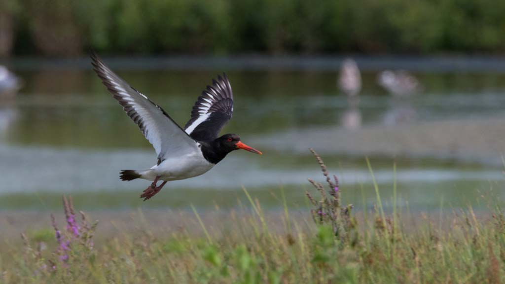 Slimbridge webcam