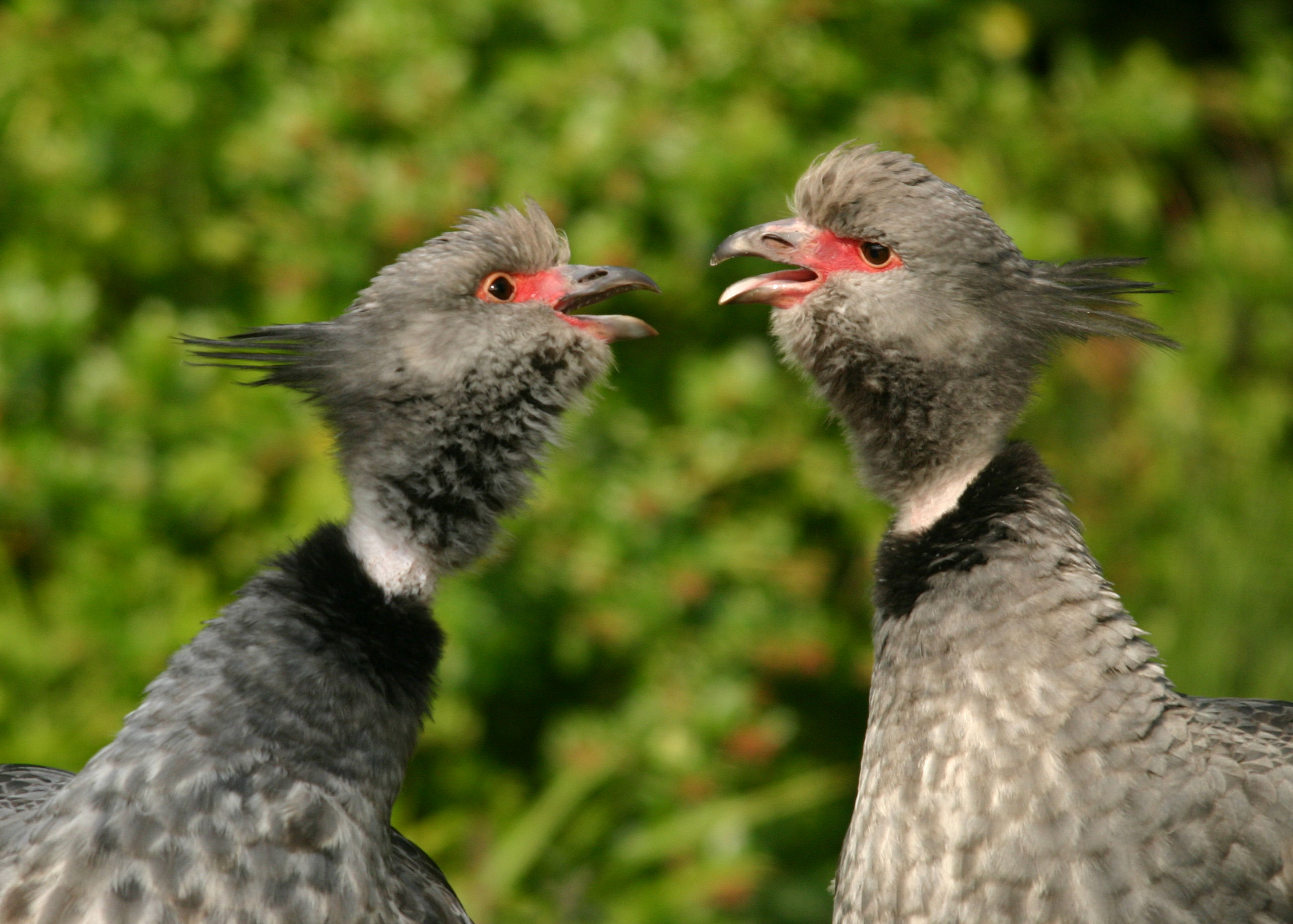May's Bird of the Month: Crested Screamer