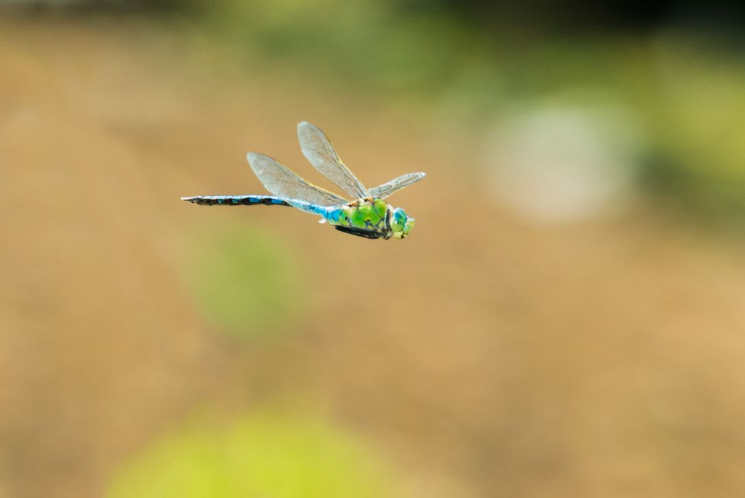 Dragonfly & damselfly workshop