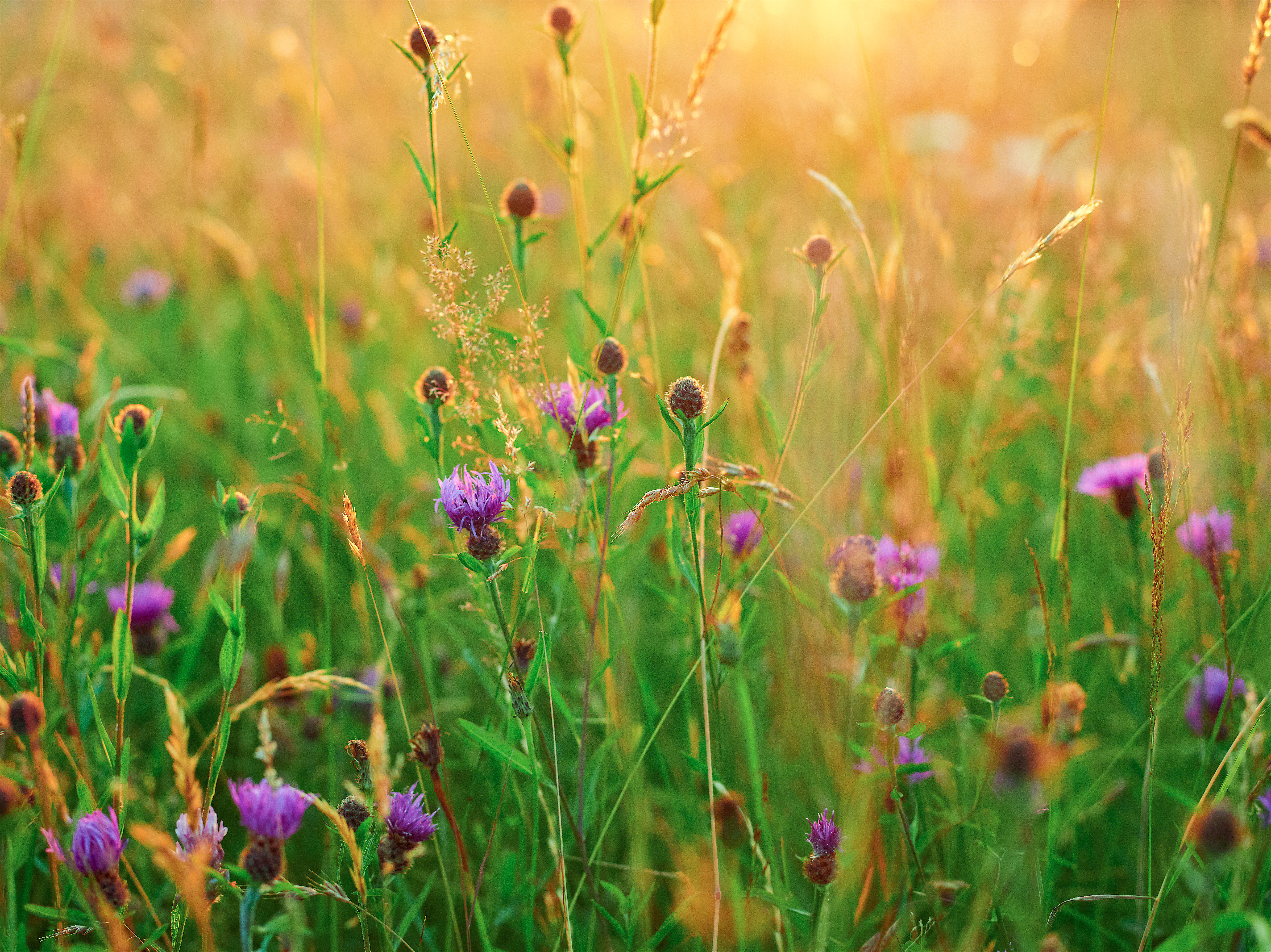 Orchids and Wildflower Walk - June