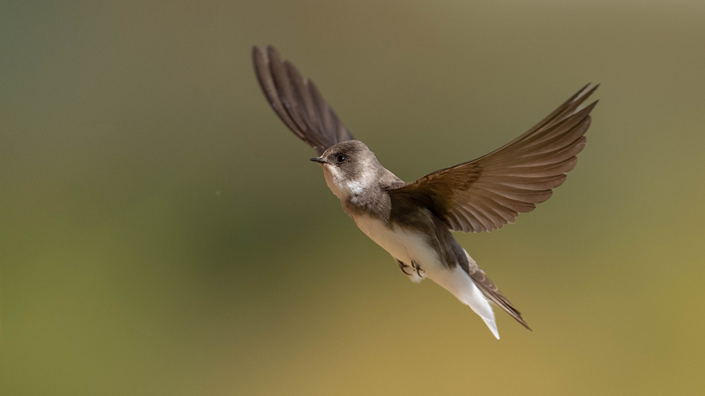 Sand martins, reed buntings, marsh harrier