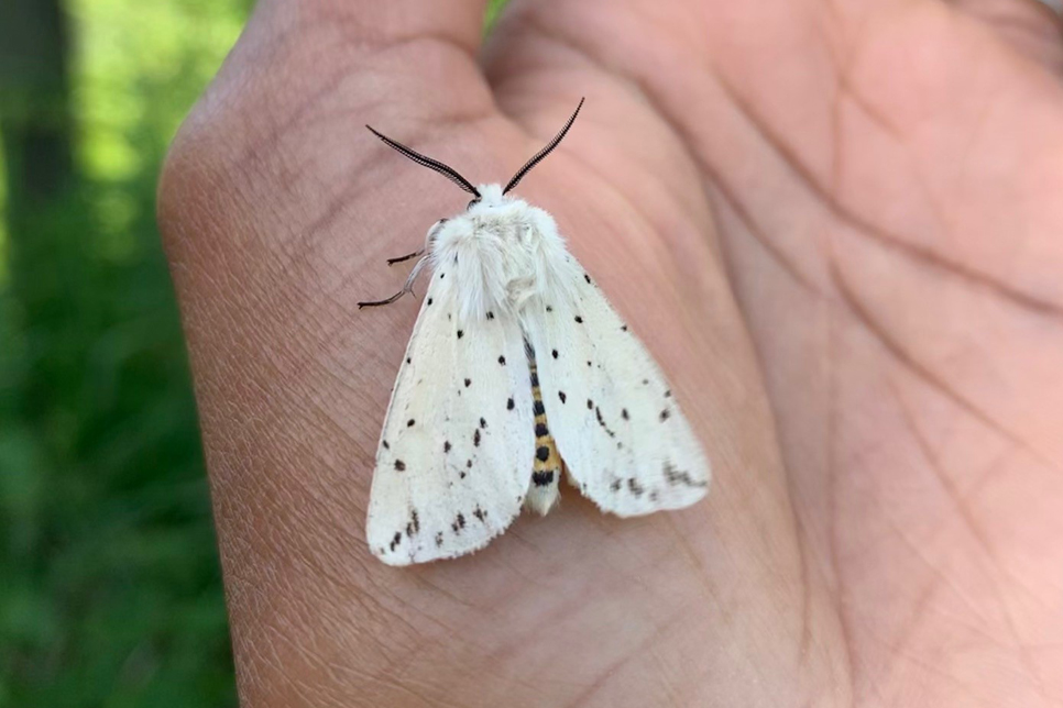 Moth Mornings