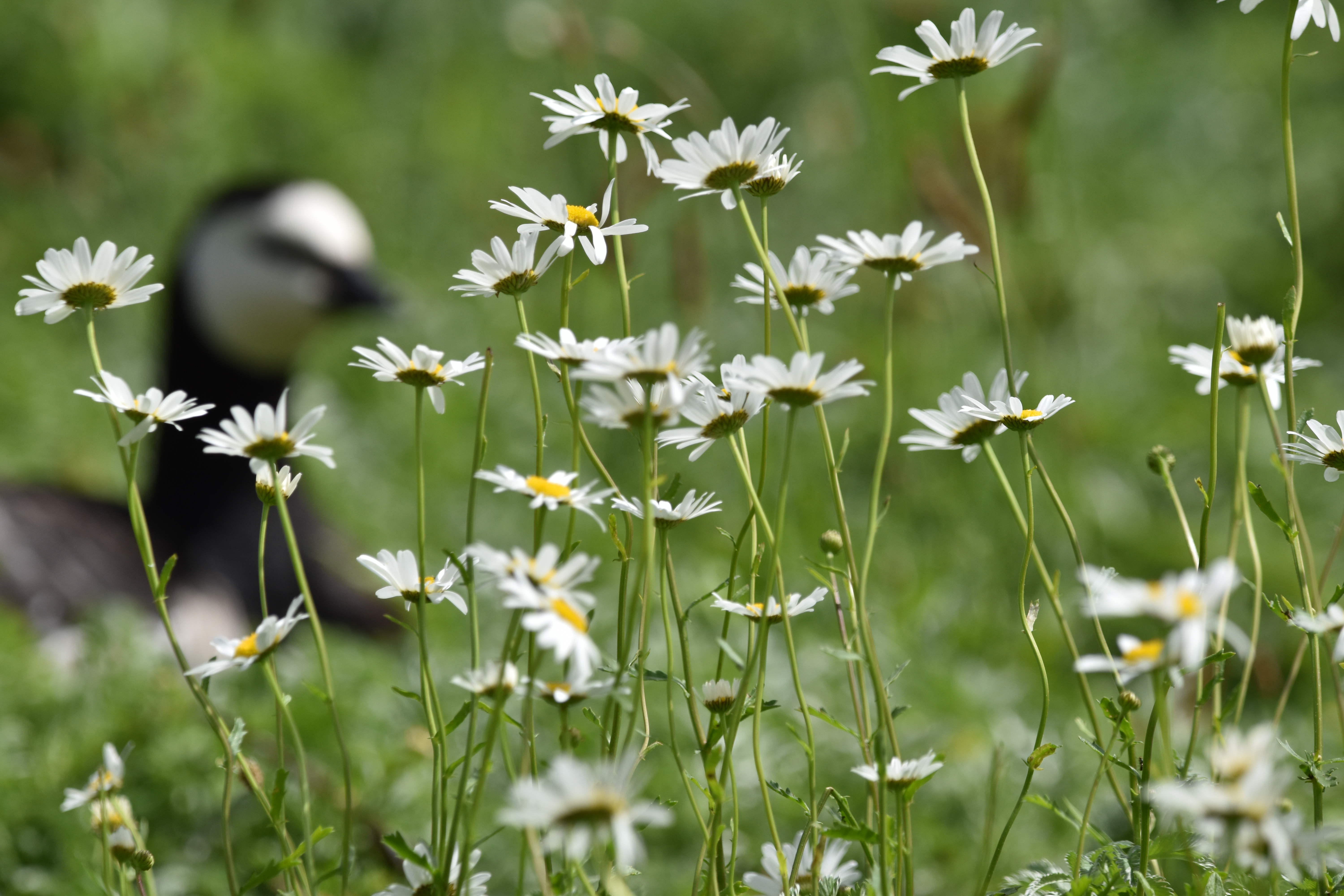 WWT Caerlaverock reopens for wilder, wetter wetland experiences