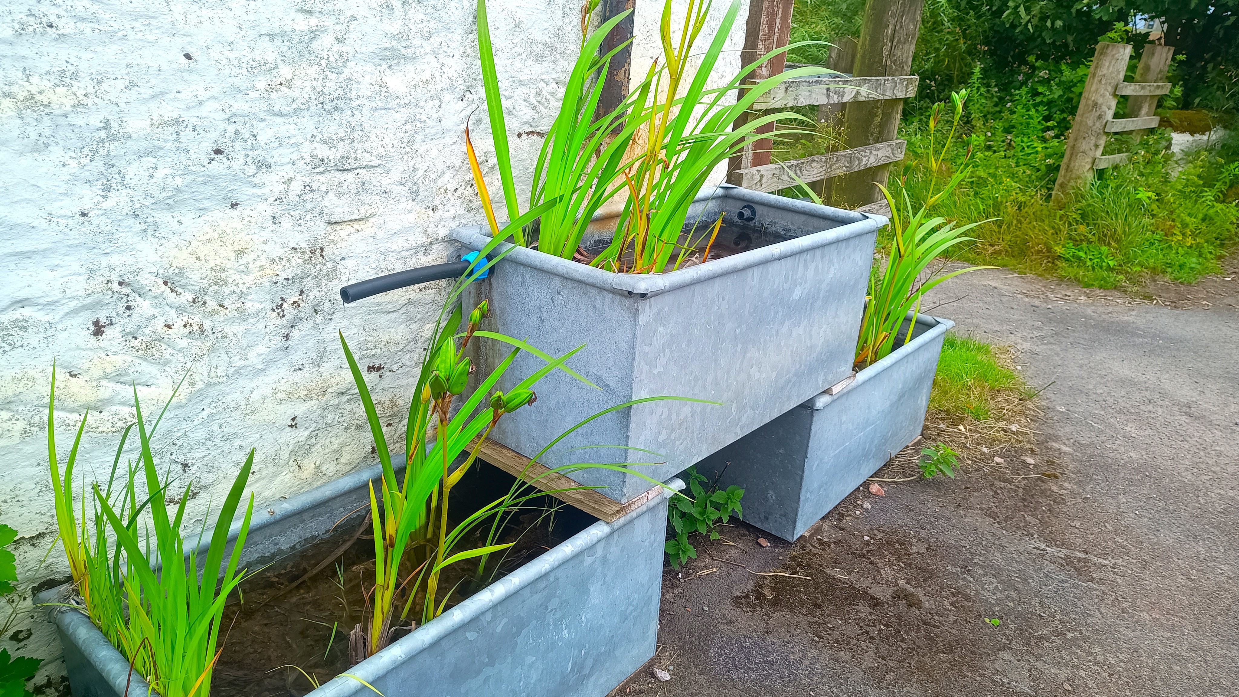 Making the Most of a Wet Garden