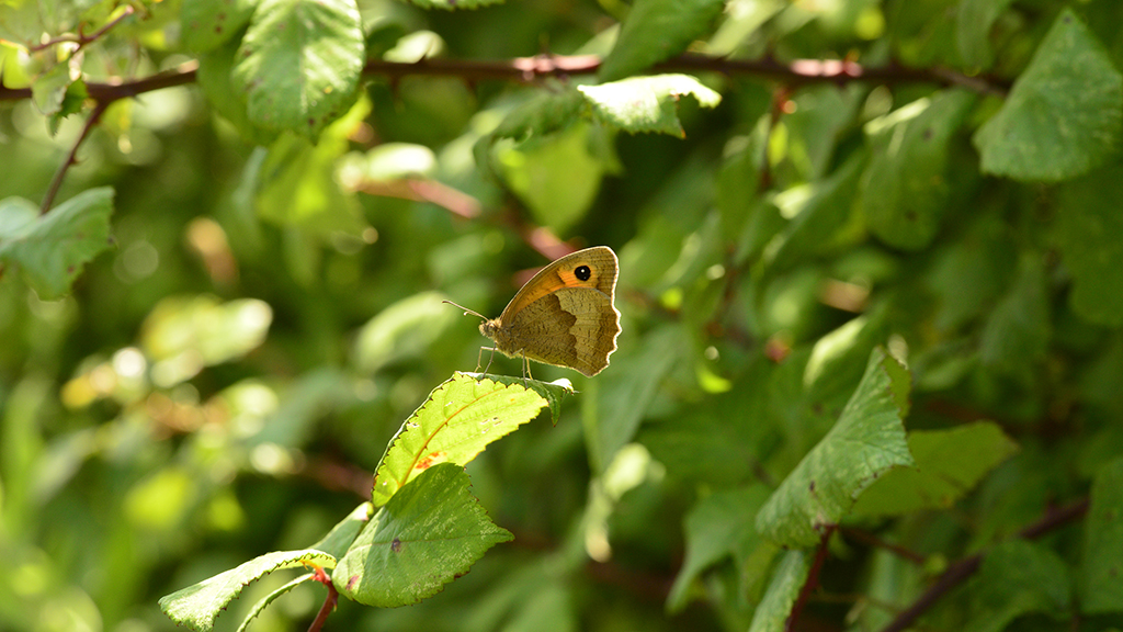 Bounty of butterflies