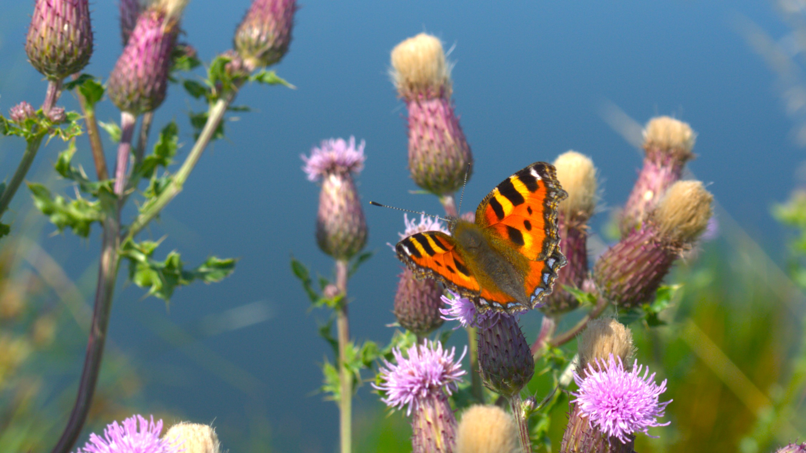 Join in on the Big Butterfly Count 2026