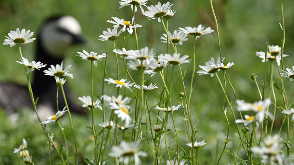 WWT Caerlaverock reopens for wilder, wetter wetland experiences