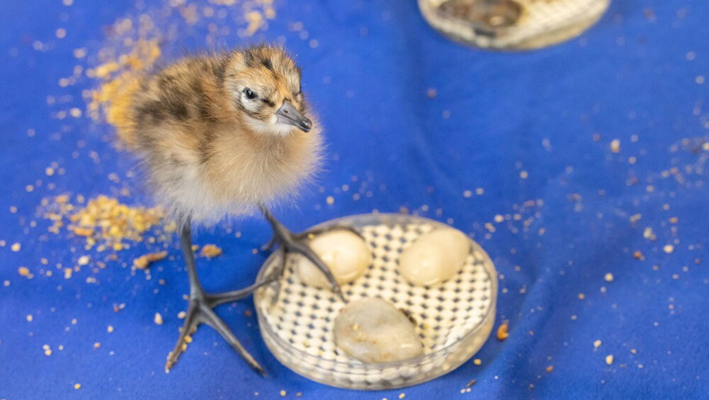 Rare British waders one step closer to recovery with £650k of Natural England funding