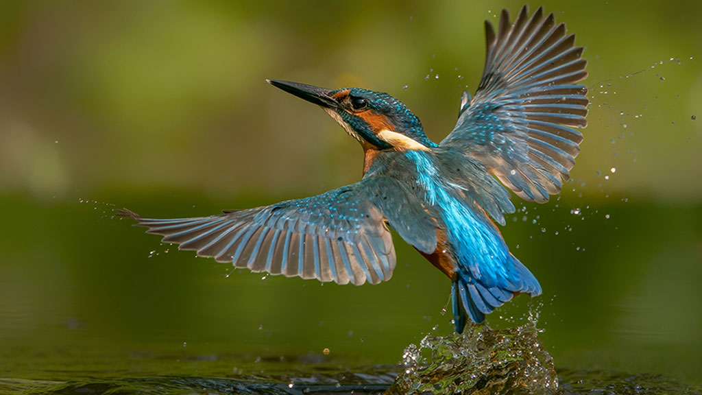 Cast your vote for wetland wildlife on the next series of UK banknotes