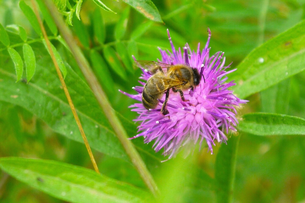 Leafcutter Hotel: Giving Solitary Bees a Home