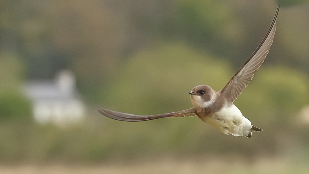 Kingfishers & Sand martins