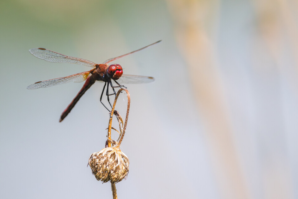 A bumper year for dragonflies at WWT wetland sites this summer