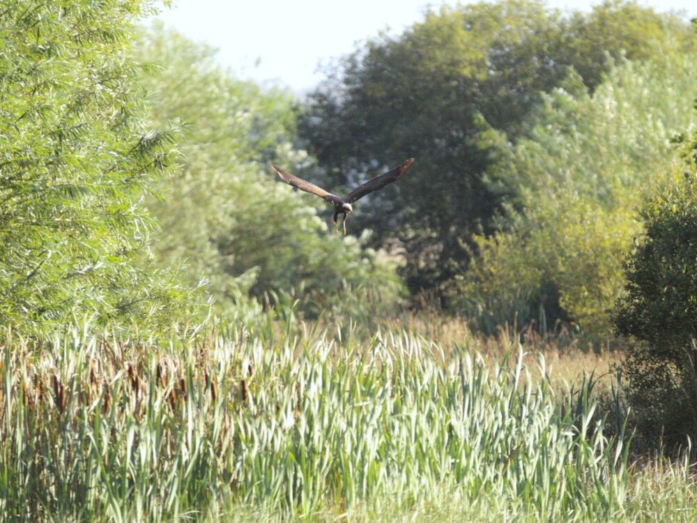 Wilder, Wetter Caerlaverock: A Success Story