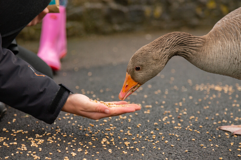 Changes to our hand-feeding experience