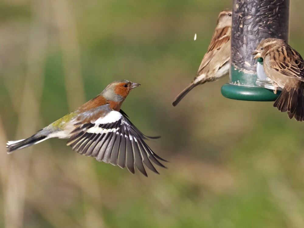 Bird Feeding at WWT Caerlaverock